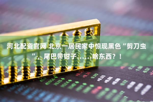 河北配资官网 北京一居民家中惊现黑色“剪刀虫”,尾巴带钳子……啥东西?!